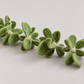 Side detail of felt leaf texture and construction